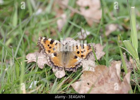 Große Schildpatt (Nymphalis polychloros), Schmetterling, Nahaufnahme, gespreizte Flügel, der Schmetterling mit seinen orangefarbenen Flügeln sitzt auf der Wiese Stockfoto