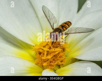 makroschwadenfliege, die sich von Pollen im weißen Blumenzentrum ernährt, veranschaulicht Bestäubung, Biodiversität und ökologisches Gleichgewicht für Editorial, Environmenta Stockfoto