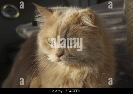 Porträt einer sitzenden Katze auf einem Kratzbaum, Blick auf die Kamera, Fellfarbe: Gebürstet, beige, Stammkatze, Name: Didi, Rasse: Persischer Hauptkegel Stockfoto