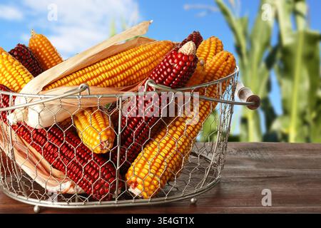 Kolben im Korb auf Holztisch gegen Maisfeld Stockfoto