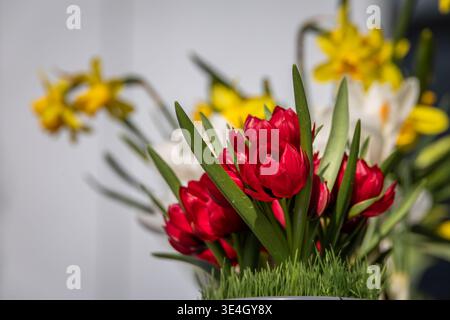 Leuchtend rote wilde Tulpen blühen im Garten mit verschwommenen weißen Krokussen und gelben Narzissen an einem sonnigen Frühlingstag in Stallikon bei Zürich, Schweiz Stockfoto