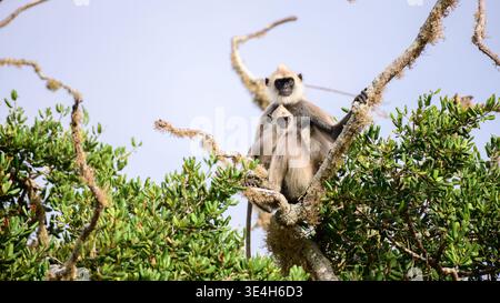 Der getuftete graue Schlangenaffe und sein Baby sitzen auf einem Baumzweig und schauen direkt in die Kamera im Yala-Nationalpark, Sri Lanka. Stockfoto