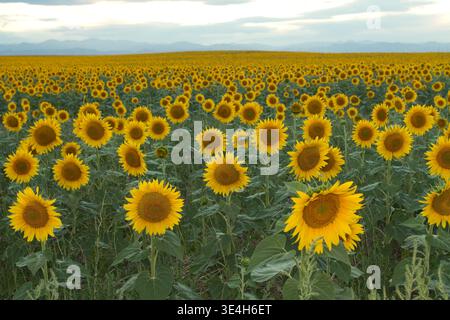 Riesiges Feld mit brillanten Sonnenblumen Stockfoto