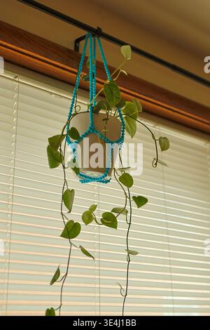 Pothos-Pflanze hängt in einem Makramee-Halter neben einem Fenster mit Jalousien. Die Blätter sind lang und grün und reichen bis zum Licht. Das Sonnenlicht kommt mir Stockfoto