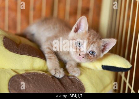 Kleine neugierige Ingwerkatze und Kätzchen, die in die Kamera schauen, mit einem unschuldigen Ausdruck, der auf gelbem Kissen ruht. Flauschiges, oranges Haustier hat Disti Stockfoto