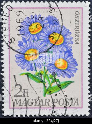 Gestempelte Briefmarke von Ungarn, die Michaelmas Daisies (Aster sp.) zeigt, um 1968. Stockfoto