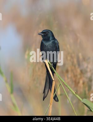 Der schwarze Drongo ist ein kleiner asiatischer Singvogel der Drongo-Familie Dicruridae. Stockfoto