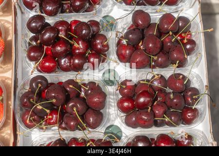 Frische, reife Kirschen, verpackt in Kisten auf dem lokalen Markt. Gesunder Lebensmittelhintergrund und saisonales Fruchtkonzept Stockfoto