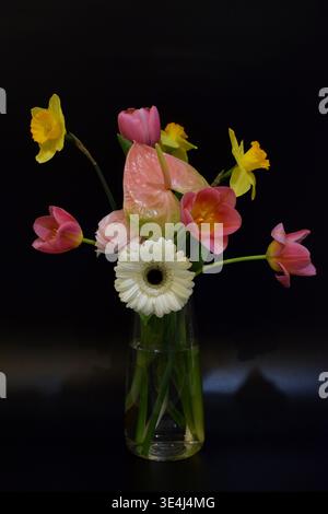 Ein wunderschöner Strauß aus Tulpen, Narzissen, Gerberas, Anthurien und Ranunkeln. Der Blumenstrauß ist in einer Glasvase auf schwarzem Hintergrund. Stockfoto