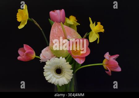 Ein wunderschöner Strauß aus Tulpen, Narzissen, Gerberas, Anthurien und Ranunkeln. Der Blumenstrauß ist in einer Glasvase auf schwarzem Hintergrund. Stockfoto