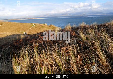 Newborough National Nature Reserve and Forest, Anglesey, Wales, Großbritannien Stockfoto