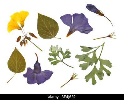 Sammlung gepresster getrockneter Blüten und Blätter auf weißem Hintergrund. Trendiges botanisches Set mit violetter Vinca, gelben Blüten und grünem Laub Stockfoto