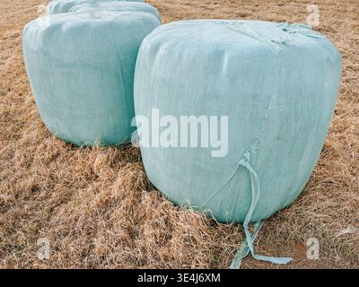 Große, mit Kunststoff umwickelte Silageballen auf einem trockenen Grasfeld. Nahaufnahme der ländlichen Landwirtschaft mit Schwerpunkt auf Futterlagerung, Futtermittelversorgung und Stockfoto