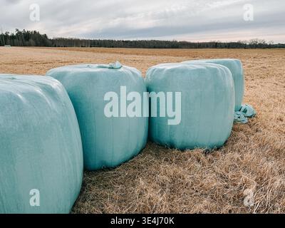 Große, mit Kunststoff umwickelte Heuballen, die sich auf einem ernteten Feld unter bedecktem Himmel aneinanderreihen. Konzept der modernen Landwirtschaft, der Lagerung von Pflanzen, der ländlichen Wirtschaft und der Agrarwirtschaft Stockfoto