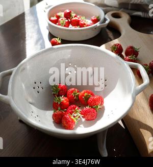 Frische Bio-Erdbeeren in weiß knackig glasiertem Keramiksieb. Kontrastreiche Fotografie roter Beeren auf dunklem Holztisch mit Kinoqualität Stockfoto