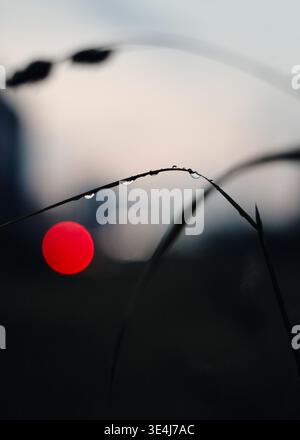 Nahaufnahme von Tau-Tropfen auf einem gekrümmten Grasblatt bei Sonnenaufgang, mit sanfter Bewegungsunschärfe und einem hellroten Bokeh-Kreis im Hintergrund, der eine ruhige, abwesende Atmosphäre schafft Stockfoto