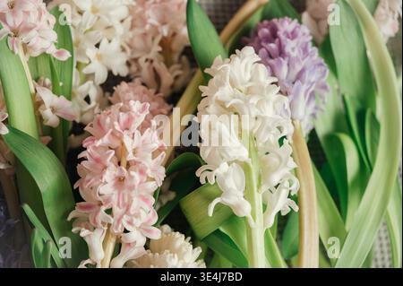 Eine kreative Präsentation eleganter Hyazinthen in sanften Rosa-, weiß- und Violetttönen, umgeben von üppig grünen Blättern, die ein ruhiges und künstlerisches florales A bieten Stockfoto