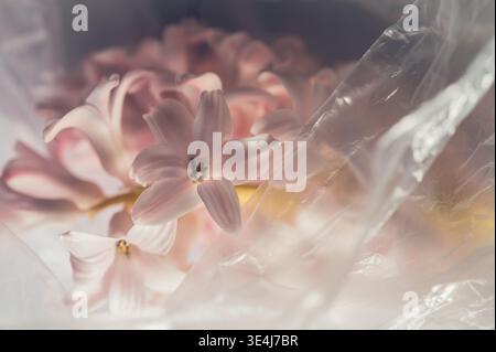 Eine Nahaufnahme einer rosafarbenen Hyazinthen-Blume, die in einer zarten, durchscheinenden Plastikfolie eingewickelt ist. Die weichen Blütenblätter und sanften Farben bieten ein traumhaftes arti Stockfoto