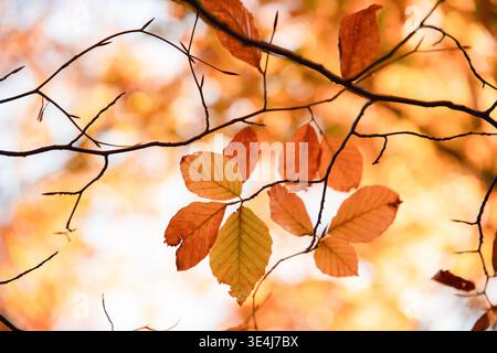 Nahaufnahme von orangefarbenen und gelben Herbstblättern auf einem zarten Baumzweig in einem Wald, mit warmem Sonnenlicht und weichem Bokeh im Hintergrund, ruhige Jahreszeit Stockfoto