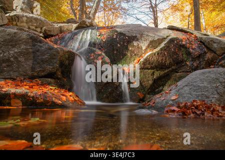 Ruhige Herbstszene mit einem kleinen Wasserfall, der über moosige Felsen in einen klaren Pool fließt, umgeben von goldenen Bäumen und bunten gefallenen Blättern Stockfoto