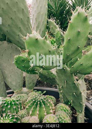 Nahaufnahme einer Wüstenkaktuensammlung mit einer Feigenkaktus mit scharfen Stacheln neben dem Fass und kleinen kugelförmigen Kakteen, die in einem Gartentopf wachsen Stockfoto