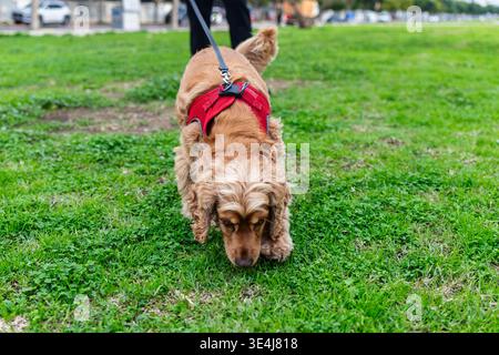 Cocker Spaniel mit rotem Gurtzeug schnüffelt beim Spaziergang an der Leine im Stadtpark am Gras. Nahaufnahme Hund, der draußen auf einem grünen Rasen erkundet, ruhig Stockfoto