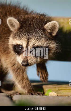 Ein neugieriger Waschbär, Procyon lotor, erkundet seine Umgebung in einem Umweltzentrum. Dieses entzückende Säugetier zeigt typische Waschbärmarkierungen und Stockfoto