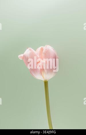 Eine einzelne elegante pinkfarbene Tulpe steht anmutig vor einem sanften grünen Hintergrund und fängt die Schönheit und Einfachheit der Natur in einem minimalistischen Blumenmuster ein Stockfoto