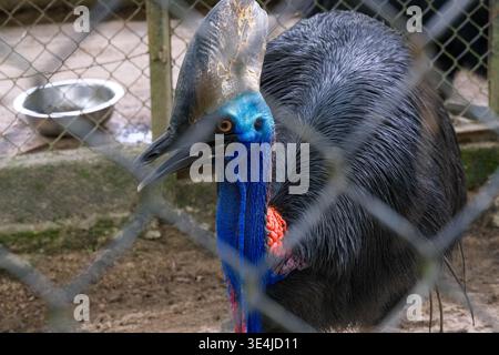 Nahaufnahme eines Cassowary-Vogels mit leuchtendem blauem und rotem Hals, hinter einem Zaun in einer Zooumgebung in Malaysia gesehen. Stockfoto