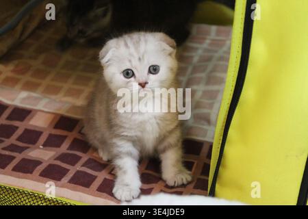 Ein Scottish Fold Kätzchen mit weichem, hellem Pelz und dezenten Tabby-Streifen wird in einer nach vorne gerichteten Aufnahme festgehalten und sitzt ruhig auf einem gemusterten braunen A Stockfoto