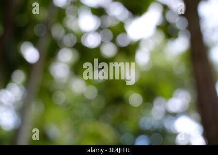 Unscharfer Hintergrund, grüne Körner, kann als ästhetischer Hintergrund verwendet werden, seine Verwendung ist sehr flexibel. So wie eine Person mit schwachem Sehvermögen sieht. Stockfoto