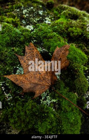 Braunes Eichenblatt, das auf leuchtendem grünem Moos in einem Wald ruht und natürliche Texturen und Herbstverfall in einer Waldumgebung hervorhebt Stockfoto