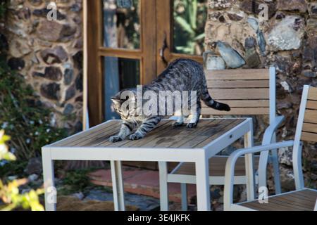 Tabby Cat Streckt Sich Auf Einem Holztisch Im Freien Auf Der Rustikalen Stone House Patio Stockfoto
