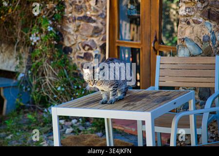 Tabby Cat auf Einem Holztisch vor Einem Steinhaus am Fishermans Trail, Portugal. Stockfoto