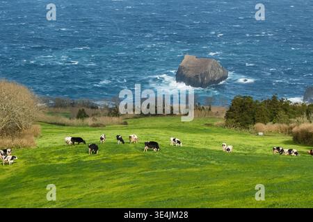 Kühe weiden auf üppig grünen Feldern der Insel Sao Miguel auf den Azoren Stockfoto