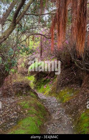 Zauberhafter Pfad durch einen üppigen Tropenwald, Insel Sao Miguel, Azoren, Portugal Stockfoto