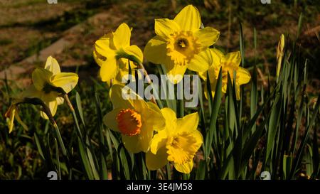 Ein wunderschönes Nahaufnahme-Foto, das eine Gruppe von leuchtend gelben und orangen Narzissen (Narzissen) in voller Blüte einfängt. Die Blumen stehen stolz unter f Stockfoto