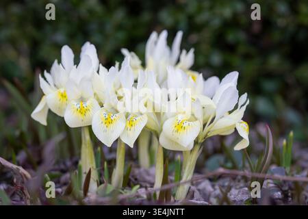 Die Zwergblume „Katharine’s Gold“ blüht im Frühfrühlingspark, zarte blassgelbe und weiße Blüten mit komplizierten Markierungen. Stockfoto