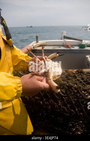 Fischer mit essbarer Krabbe, die während der Küstenfischerei an Bord eines kleinen Fischerbootes in der Nähe des Hafens von La Rocque, Jersey, Kanalinseln, zu sehen ist. Stockfoto