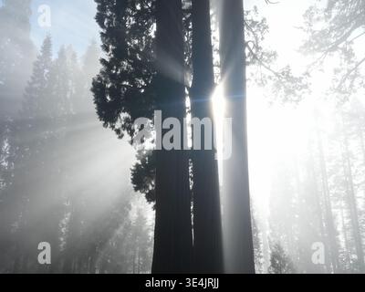 Sonnenstrahlen leuchten durch Riesenmammutbäume im California Forest Stockfoto
