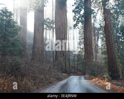 Sonnenstrahlen leuchten durch Riesenmammutbäume im California Forest Stockfoto