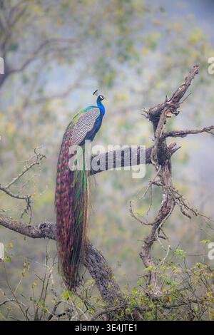 Männliche indische Pfauze (Pavo cristatus) aus dem Jim Corbett National Park, Uttarakhand, Indien. Stockfoto