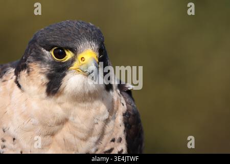 Perilanner (Wanderfalke und lanner Falkenkreuz), Gauntlet Birds of Prey Centre, in der Nähe von Knut Stockfoto