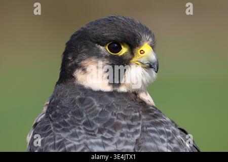 Perilanner (Wanderfalke und lanner Falkenkreuz), Gauntlet Birds of Prey Centre, in der Nähe von Knut Stockfoto