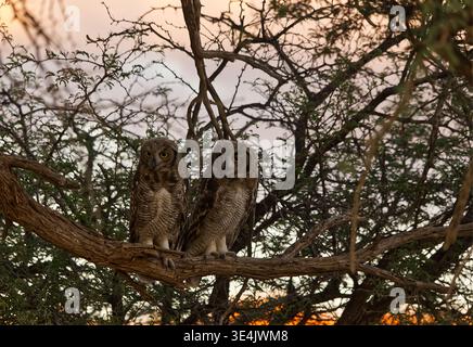 Junge Uhu Verreaux in einem Dornbaum im Kgalagadi Transfrontier Park 17075 Stockfoto
