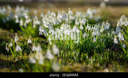 Schneeglöckchen (Galanthus nivalis) blühen im warmen Sonnenlicht, Blüten des frühen Frühlings tauchen aus dem Gras im Park auf. Nahaufnahme der zarten Schneeglöckchenblüten. Stockfoto