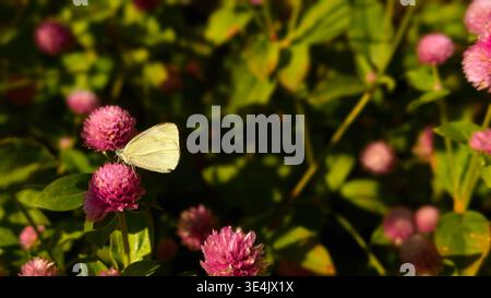 Eine wunderschöne Makroaufnahme eines zarten weißen Schmetterlings, der auf einer leuchtend rosa kleeähnlichen Blume thront. Die Szene ist in warmem, natürlichem Licht getaucht Stockfoto