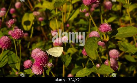 Eine wunderschöne Makroaufnahme eines zarten weißen Schmetterlings, der auf einer leuchtend rosa kleeähnlichen Blume thront. Die Szene ist in warmem, natürlichem Licht getaucht Stockfoto