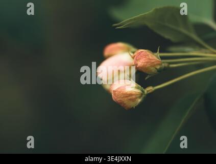 Apfelblumen bei Sonnenuntergang mit Platz für Textmakro Stockfoto