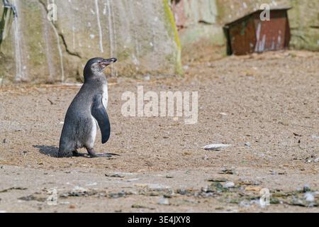 Ein junger Pinguin steht allein auf sandigem Gelände mit verstreuten Federn und Felsen vor dem Hintergrund einer verwitterten Steinmauer in einem natürlichen Außenbereich Stockfoto